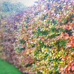 a beech hedge in autumn