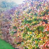 a beech hedge in autumn