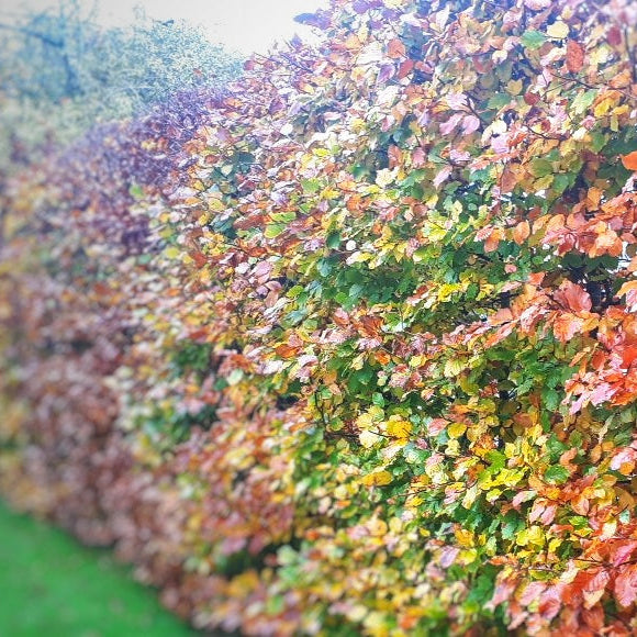 a beech hedge in autumn