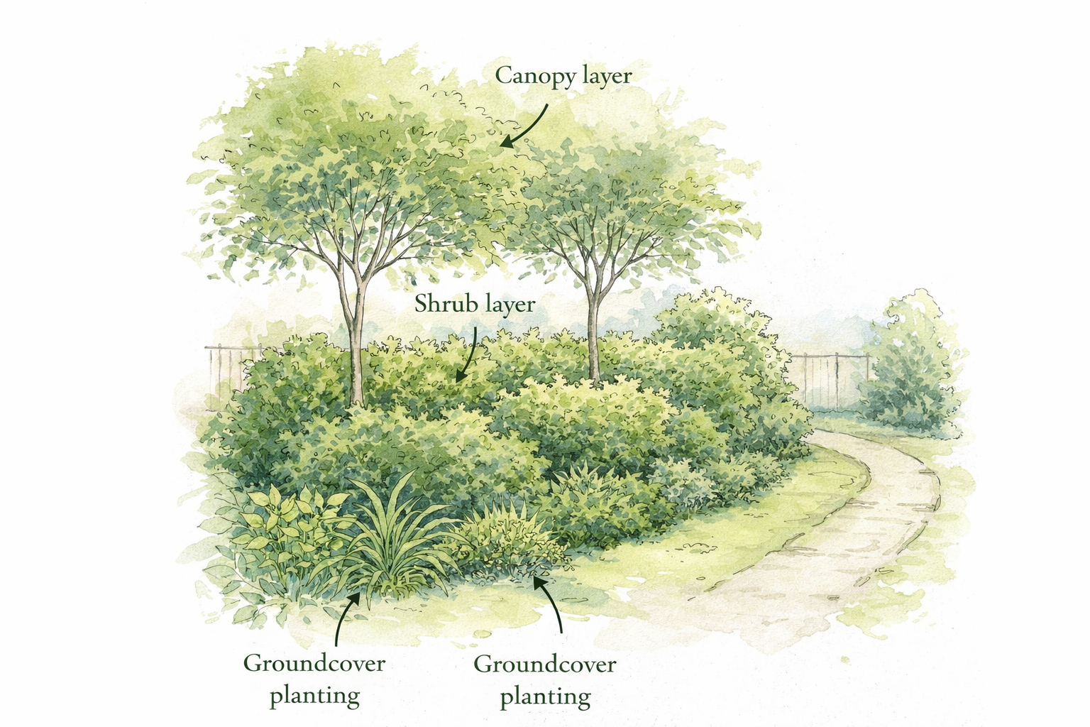 Illustration of a garden by Peter Dowdall garden designer in COrk and garden consultant, with layers labeled: canopy layer, shrub layer, and groundcover planting.