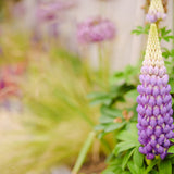 lupin and soft focus of ecologically sound garden designed by Peter Dowdall