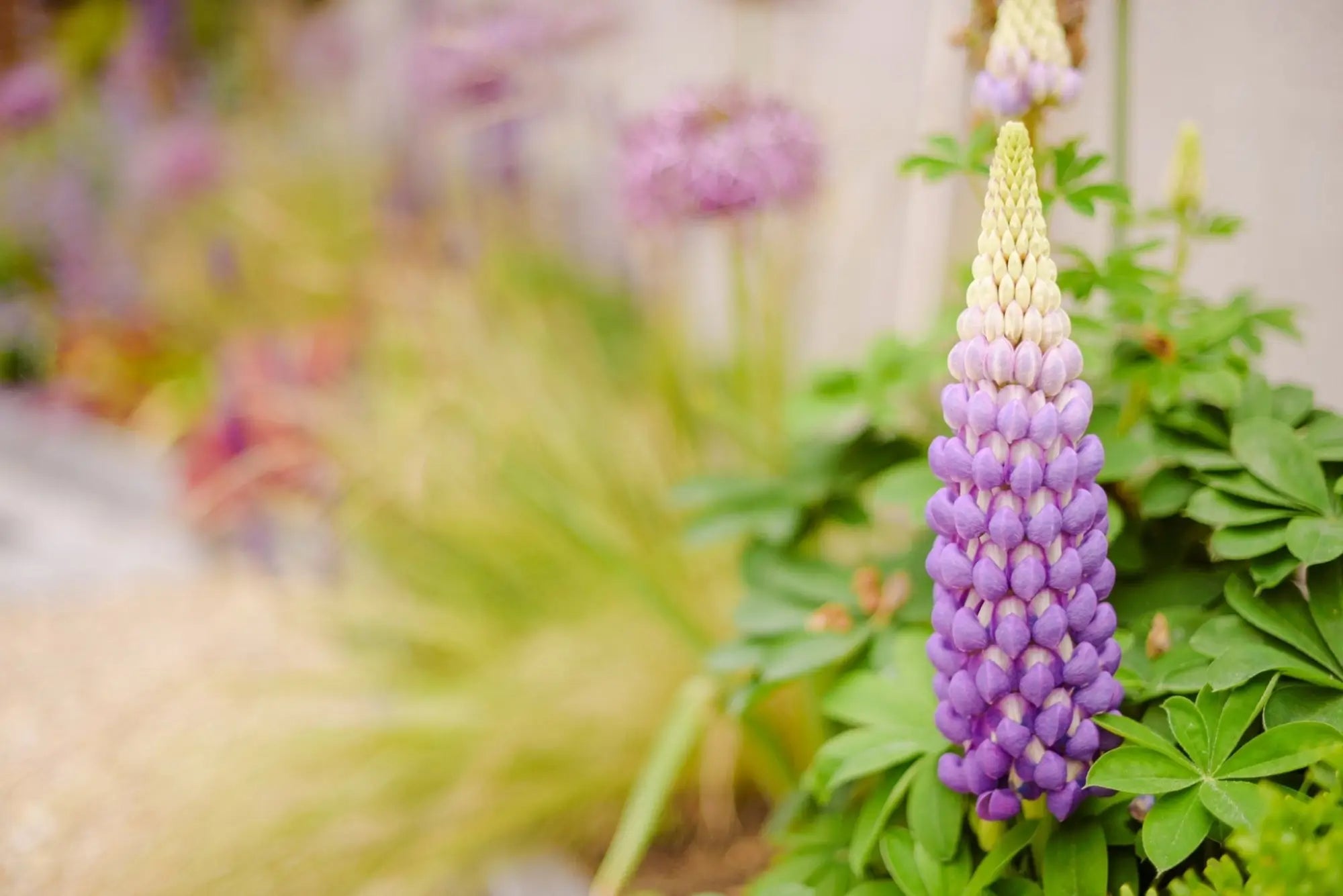 lupin and soft focus of ecologically sound garden designed by Peter Dowdall