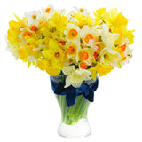 Mixed Colour Daffodils - The Irish Gardener Store