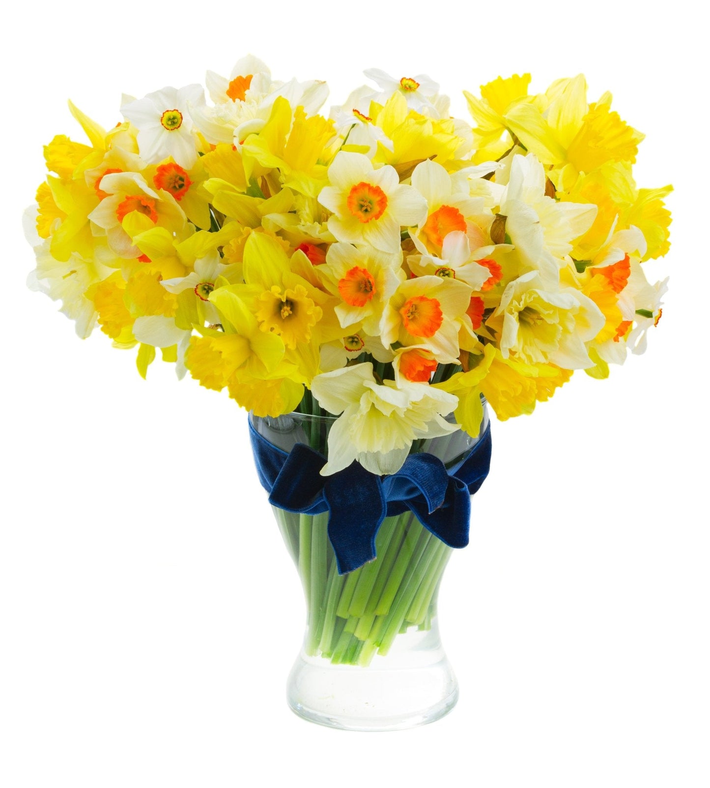 Mixed Colour Daffodils - The Irish Gardener Store
