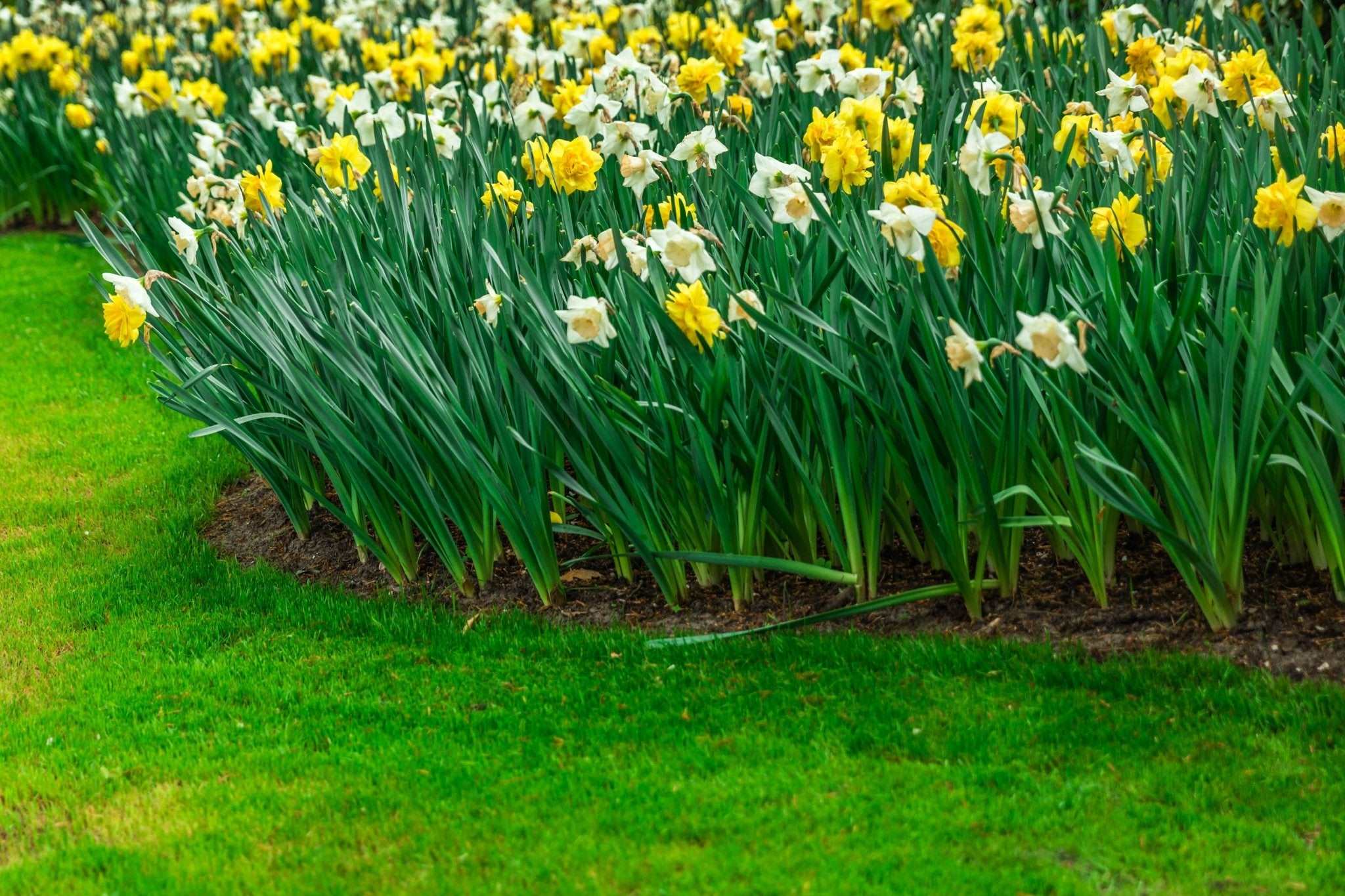 Mixed Colour Daffodils - The Irish Gardener Store