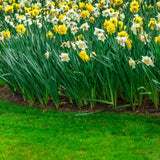 Mixed Colour Daffodils - The Irish Gardener Store