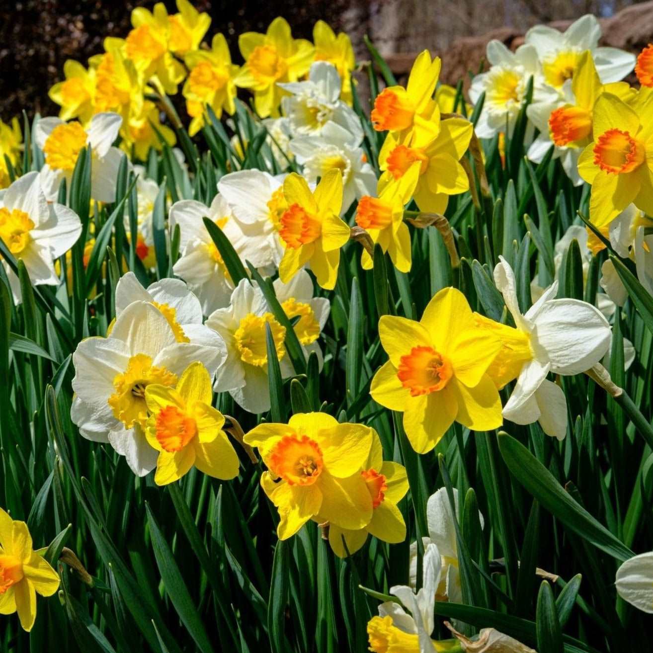 Mixed Colour Daffodils - The Irish Gardener Store