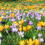 Mixed Colours Crocus - The Irish Gardener Store