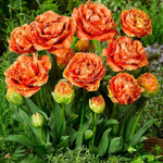 Mixed Double Tulips - The Irish Gardener Store