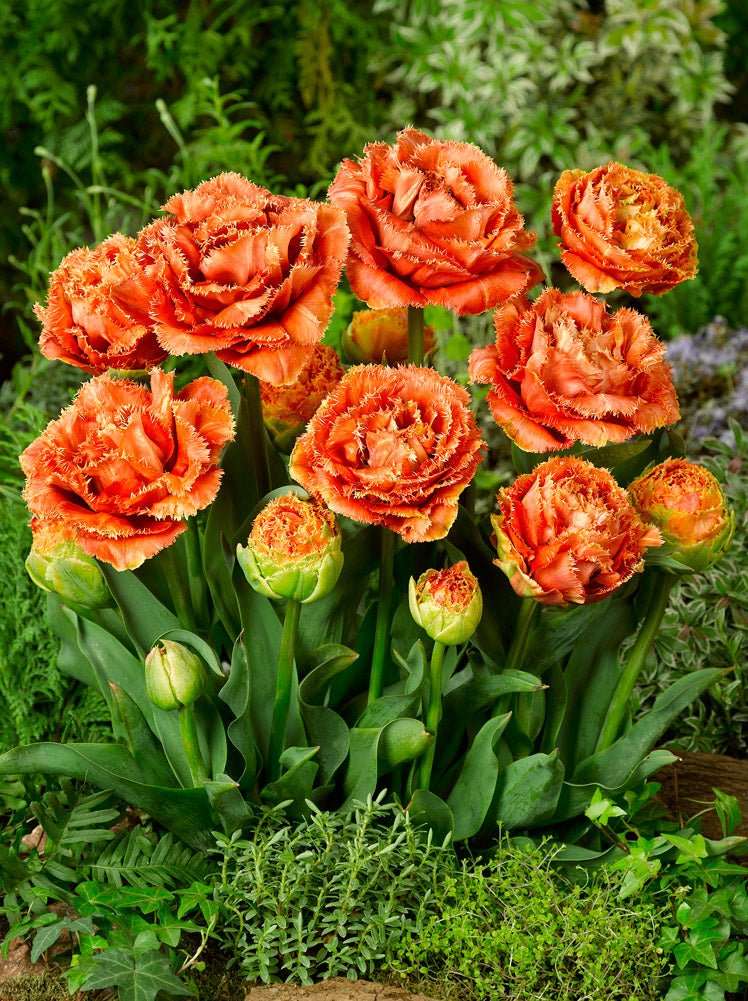 Mixed Double Tulips - The Irish Gardener Store