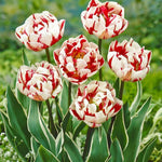 Mixed Double Tulips - The Irish Gardener Store