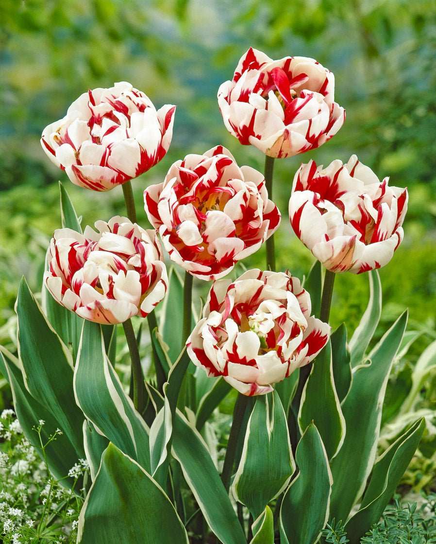 Mixed Double Tulips - The Irish Gardener Store