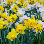 mixed colours daffodils
