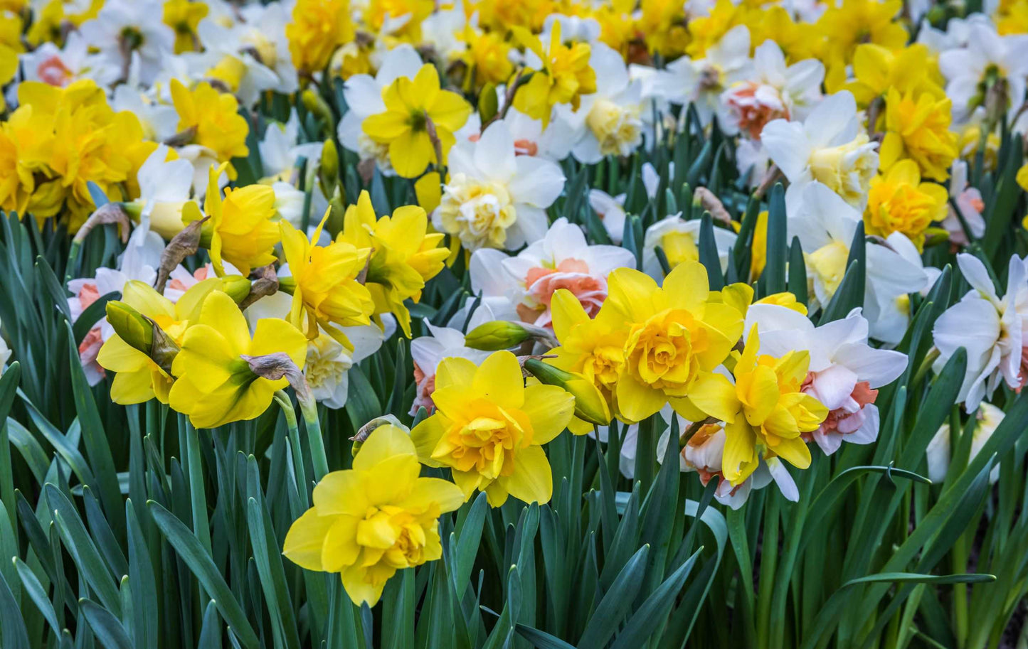 mixed colours daffodils