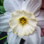 Narcissus Frosty Snow - The Irish Gardener Store