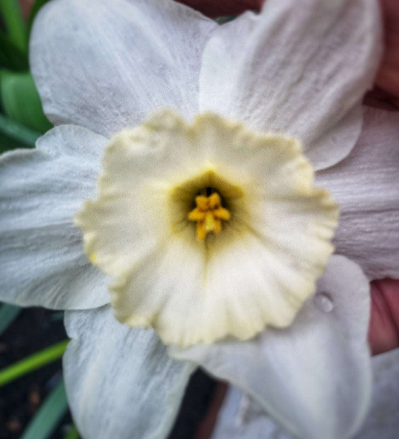 Narcissus Frosty Snow - The Irish Gardener Store