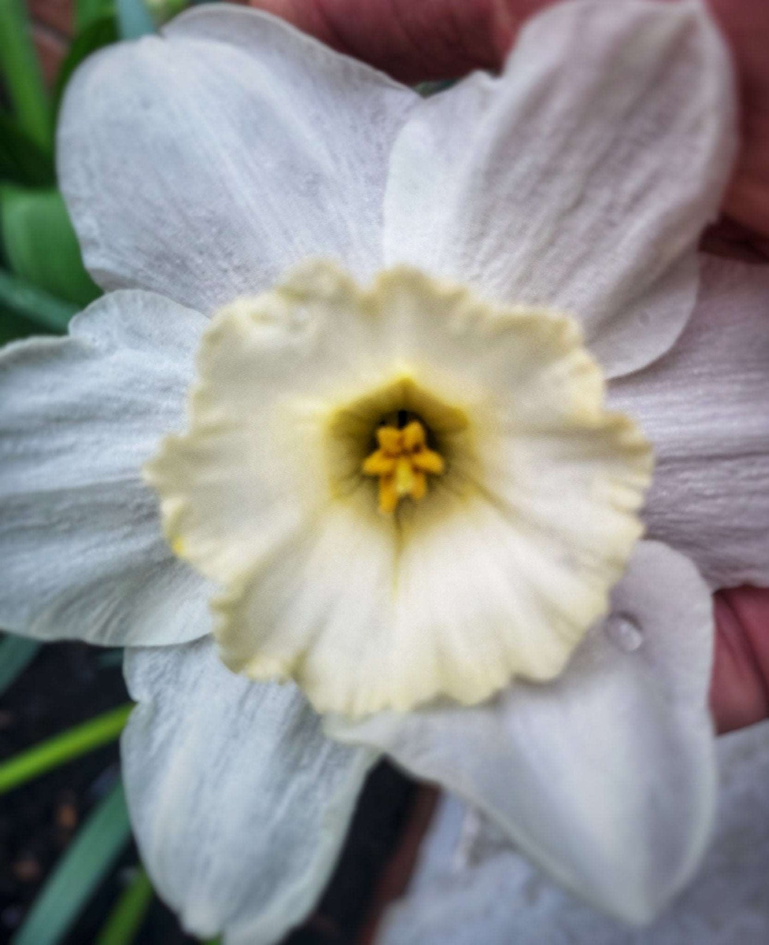 Narcissus Frosty Snow - The Irish Gardener Store