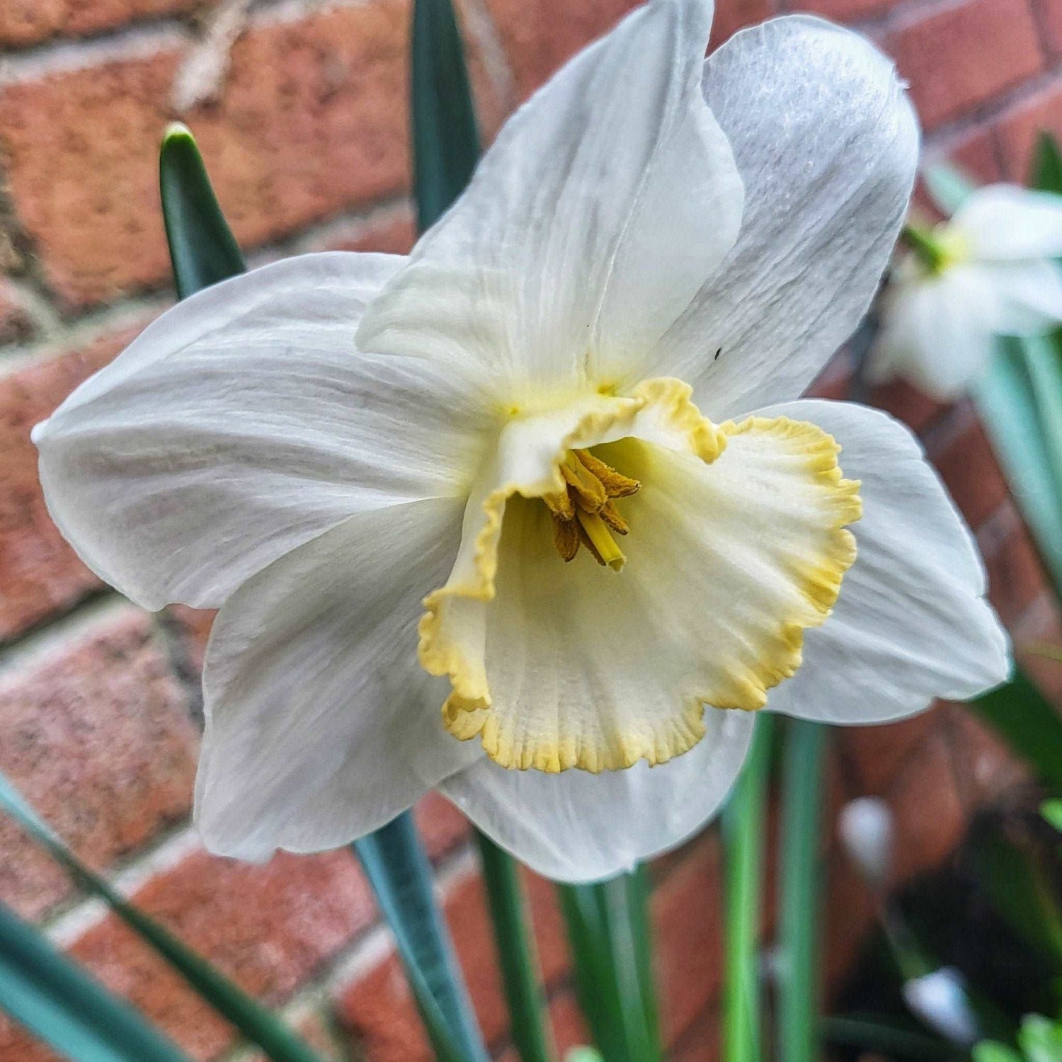 Narcissus Frosty Snow - The Irish Gardener Store