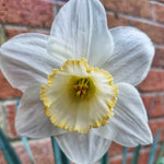 Narcissus Frosty Snow - The Irish Gardener Store