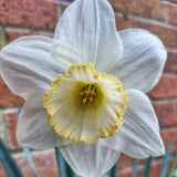 Narcissus Frosty Snow - The Irish Gardener Store