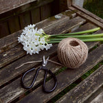 Narcissus Paperwhite - The Irish Gardener Store