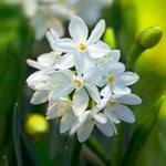 Narcissus Paperwhite - The Irish Gardener Store