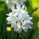Narcissus Paperwhite - The Irish Gardener Store