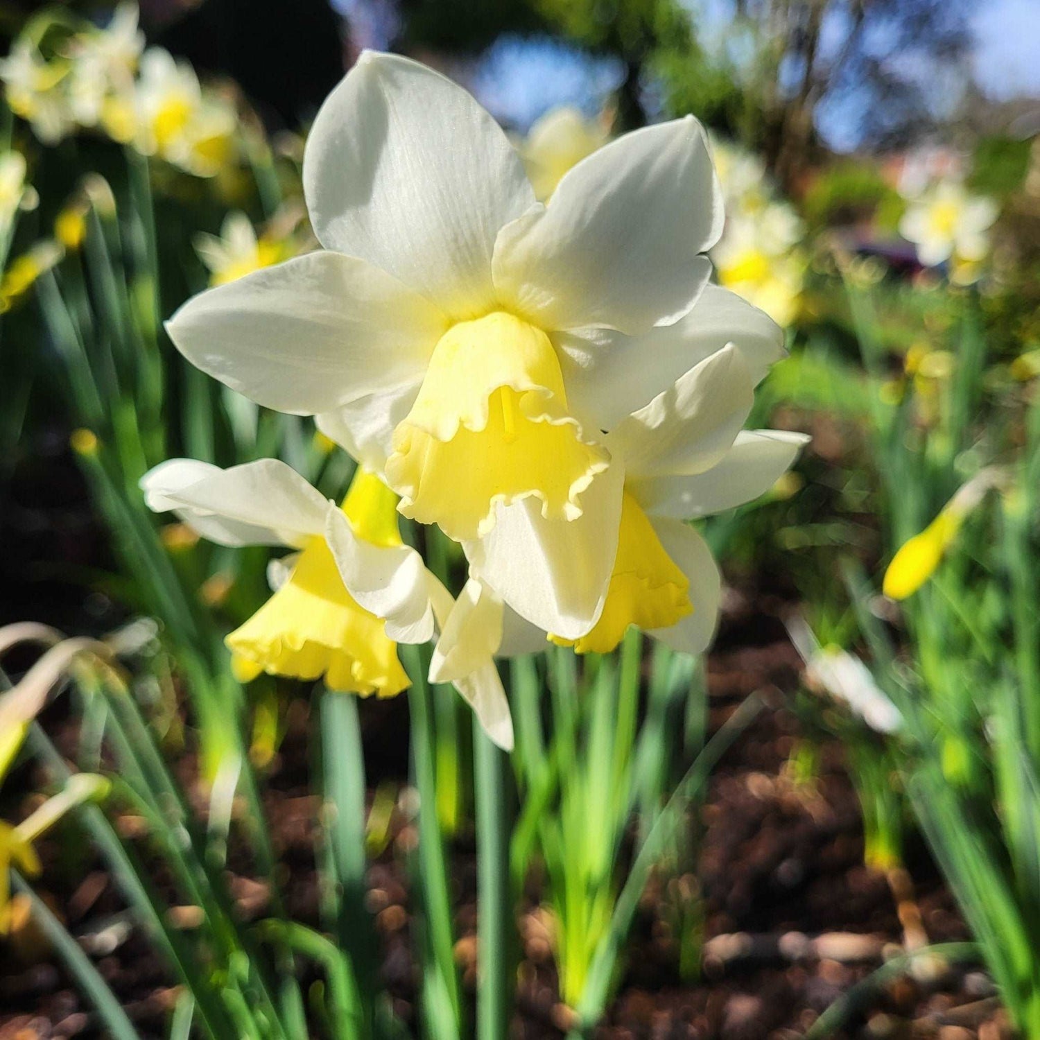 Narcissus Pueblo - The Irish Gardener Store