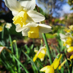 Narcissus Pueblo - The Irish Gardener Store