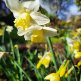 Narcissus Pueblo - The Irish Gardener Store