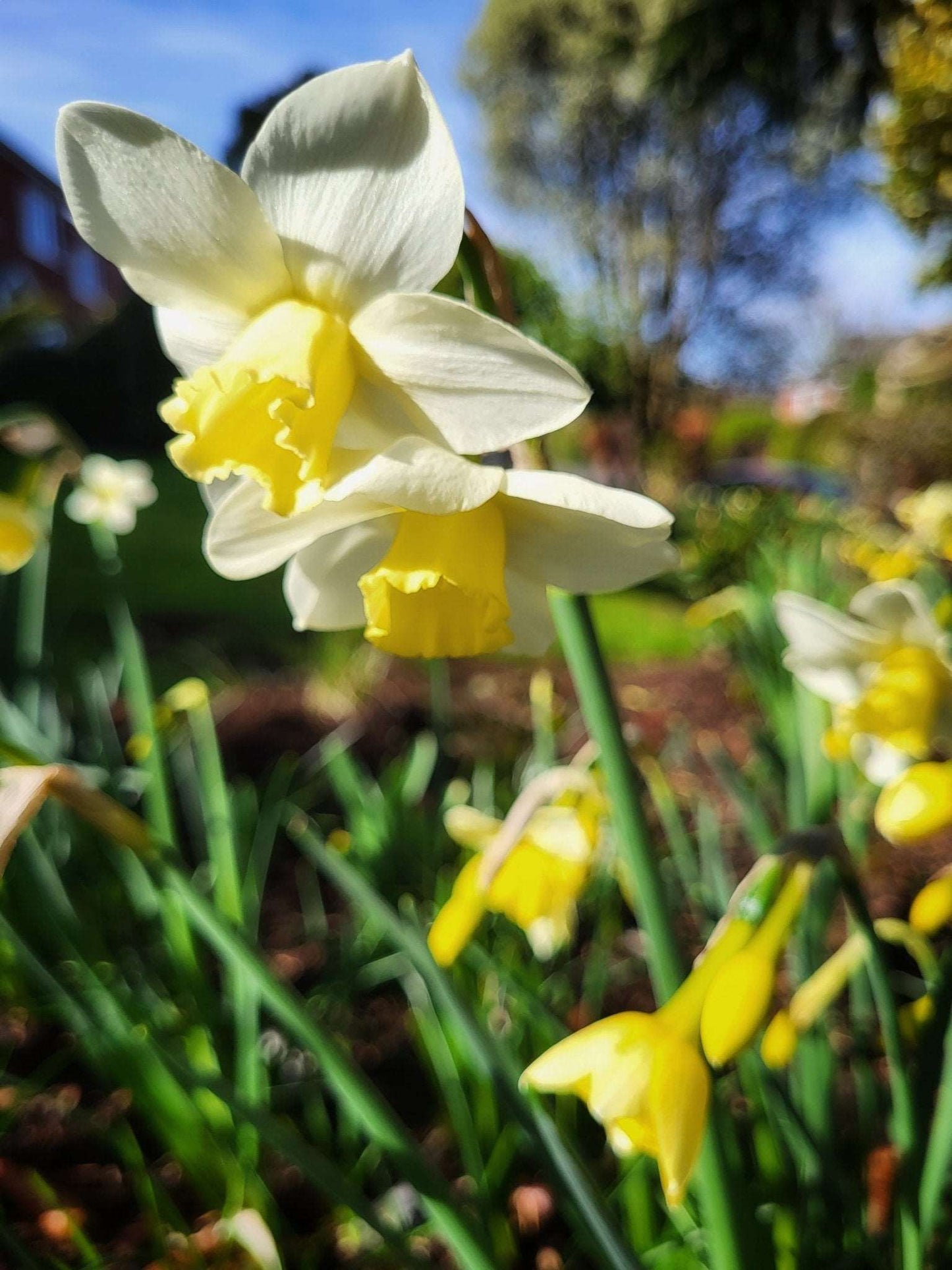 Narcissus Pueblo - The Irish Gardener Store