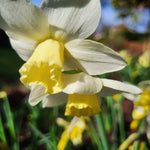 Narcissus Pueblo - The Irish Gardener Store