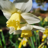 Narcissus Pueblo - The Irish Gardener Store