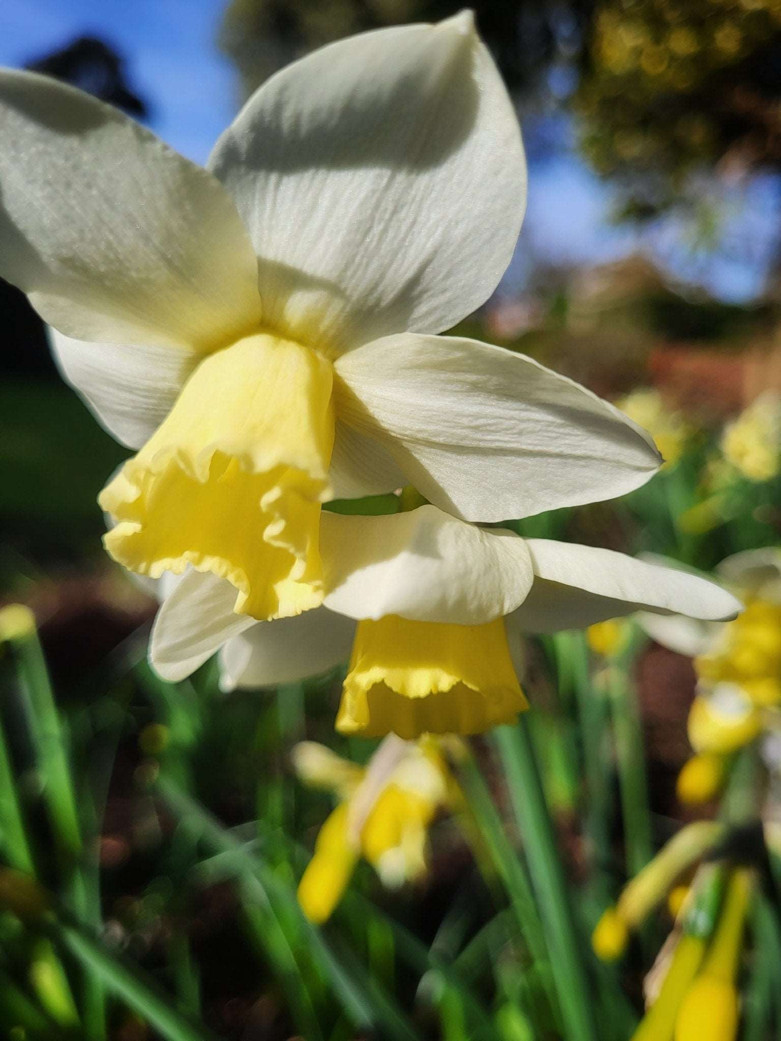 Narcissus Pueblo - The Irish Gardener Store