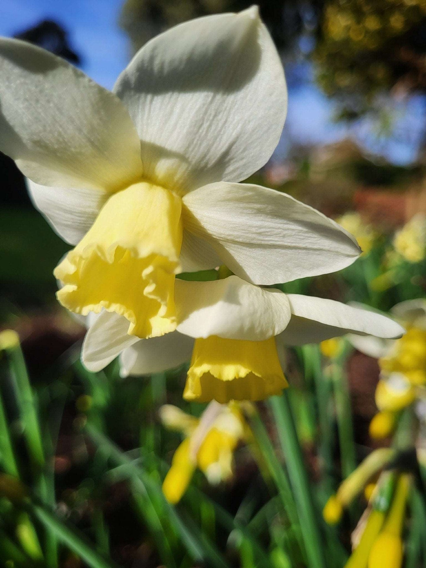 Narcissus Pueblo - The Irish Gardener Store