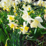 Narcissus Pueblo - The Irish Gardener Store