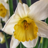 Narcissus Pueblo - The Irish Gardener Store