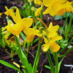 Narcissus Tete a Tete - The Irish Gardener Store