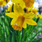 Narcissus Tete a Tete - The Irish Gardener Store