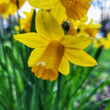 Narcissus Tete a Tete - The Irish Gardener Store