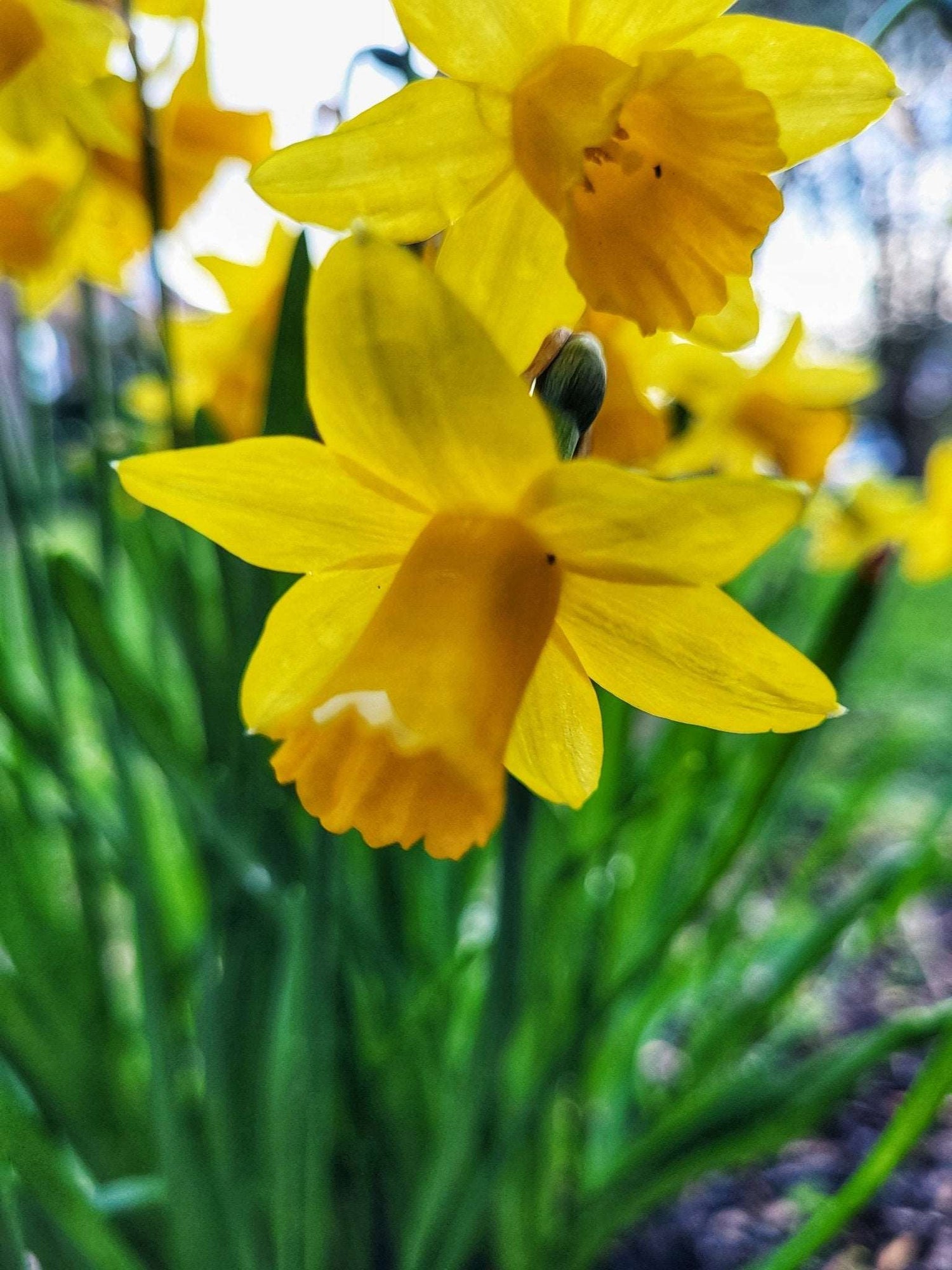 Narcissus Tete a Tete - The Irish Gardener Store