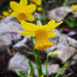 Narcissus Tete a Tete - The Irish Gardener Store