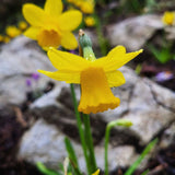 Narcissus Tete a Tete - The Irish Gardener Store