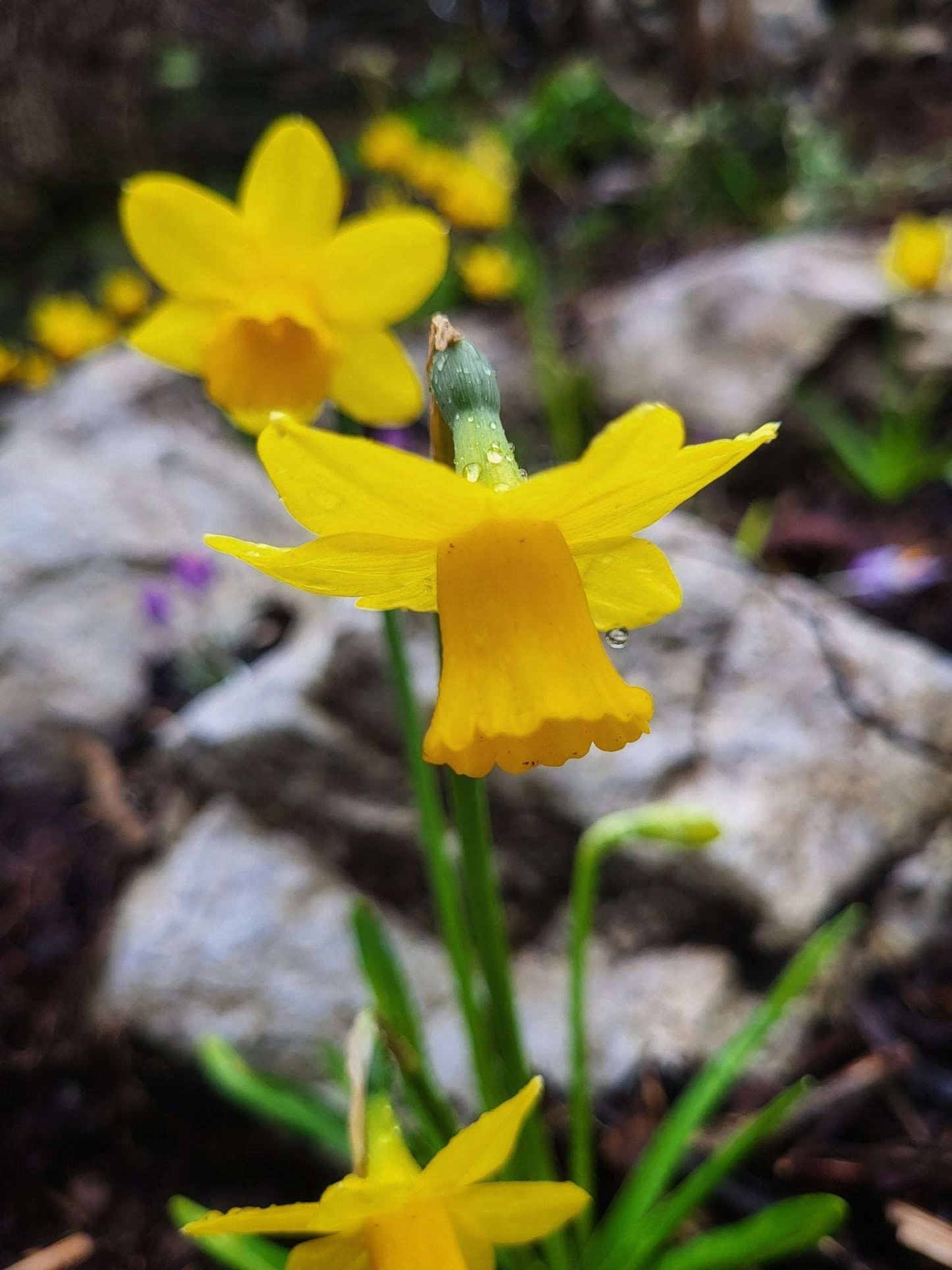 Narcissus Tete a Tete - The Irish Gardener Store