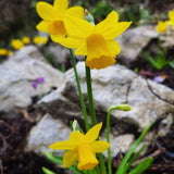 Narcissus Tete a Tete - The Irish Gardener Store