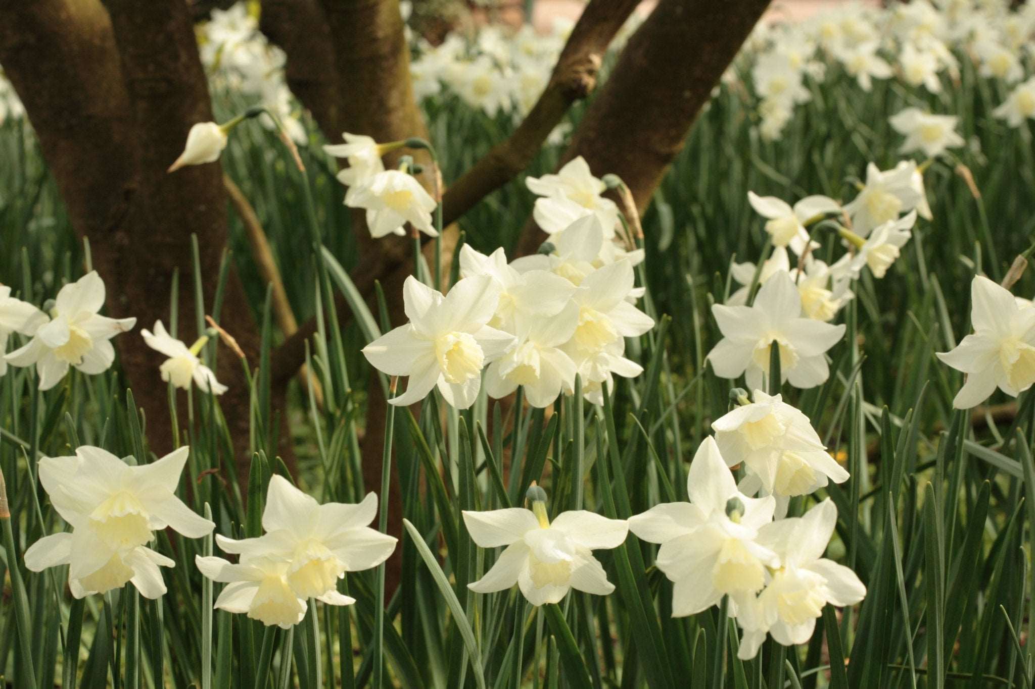 Narcissus Thalia - The Irish Gardener Store