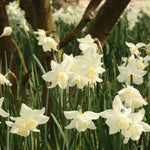 Narcissus Thalia - The Irish Gardener Store