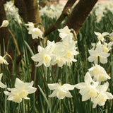 Narcissus Thalia - The Irish Gardener Store