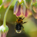 Nectaroscordum siculum - The Irish Gardener Store