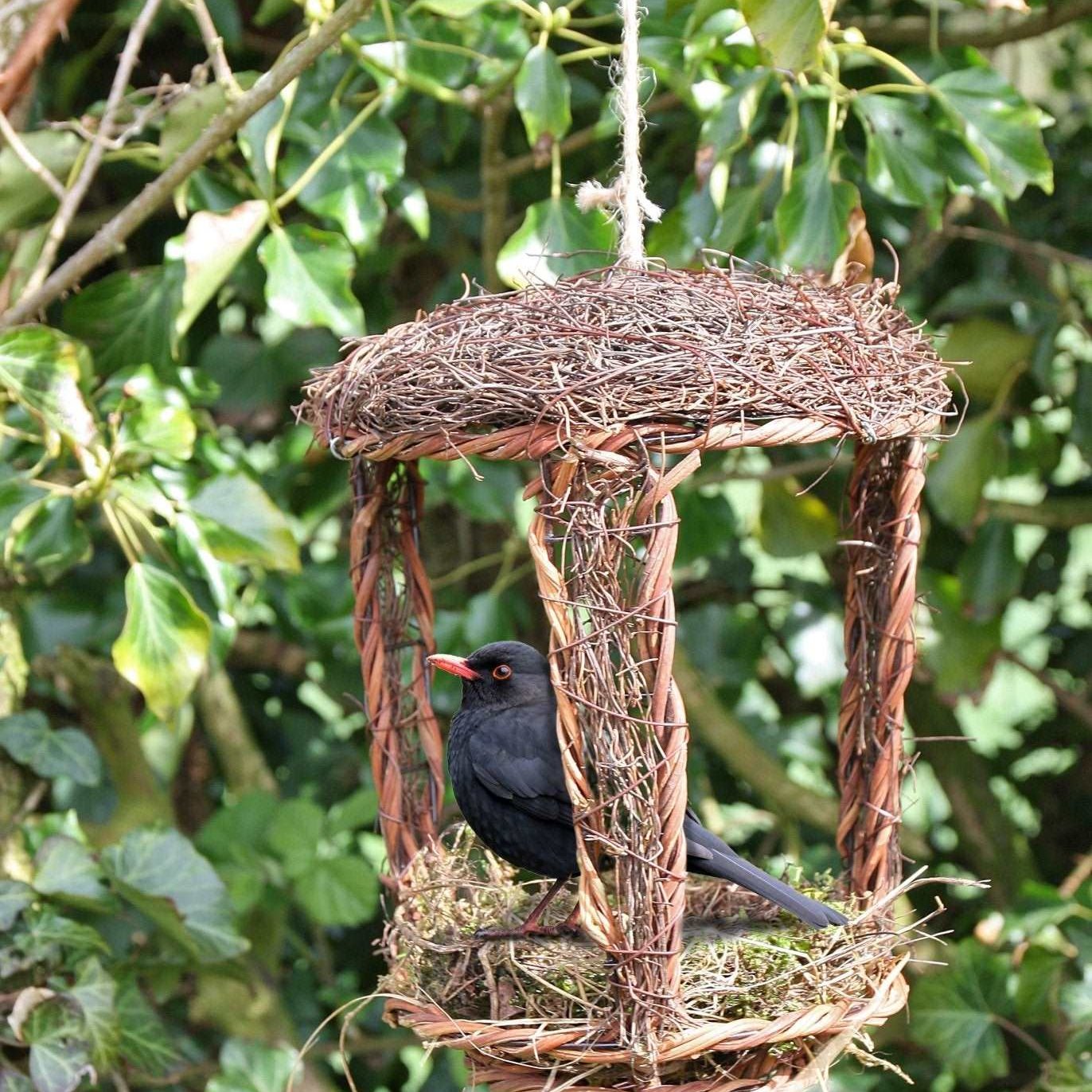 Open Nest Buddy - The Irish Gardener Store Open Nest Buddy, rustic woven design, crafted from natural twigs and moss, open-front structure, hanging from a tree branch, surrounded by green foliage, eco-friendly bird shelter, suitable for robins and other open-nesting birds, decorative and functional garden feature